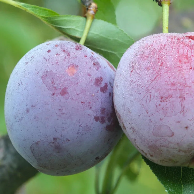 Methley Plum Tree