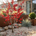 A decorative shrub with dense clusters of bright red berries on a bare brown branch, planted in a landscaped garden bed with white gravel, rocks, ornamental grass, and a modern house in the background.