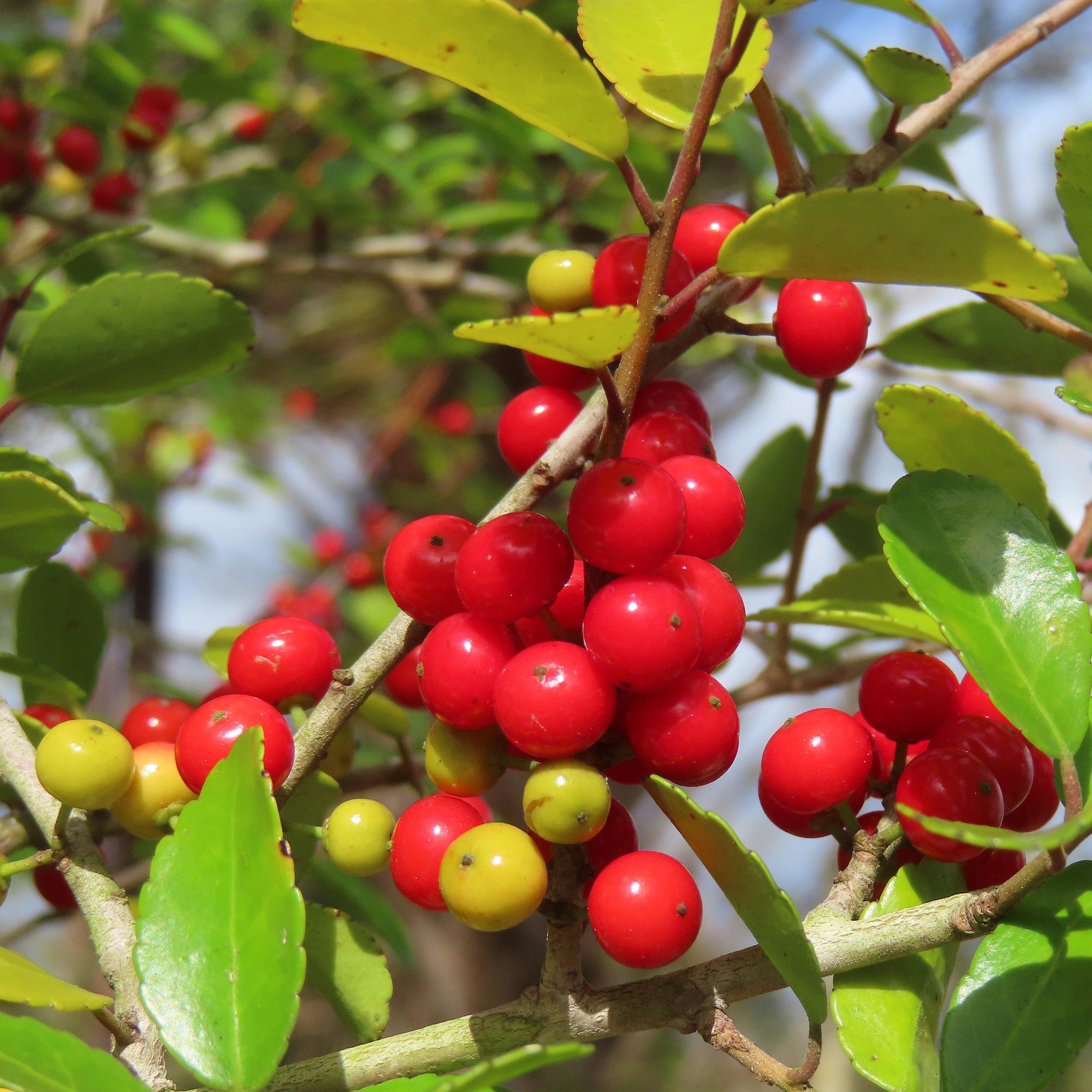 Clusters of bright red berries on a leafy green branch, photographed outdoors with sunlight and a blurred natural background.