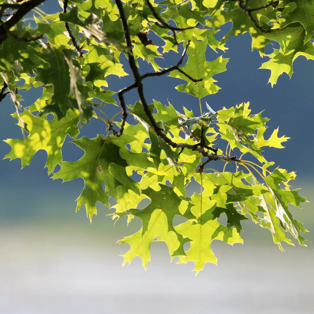 Pin Oak Tree