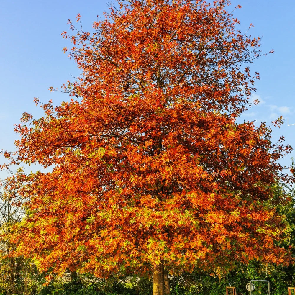 Pin Oak Tree