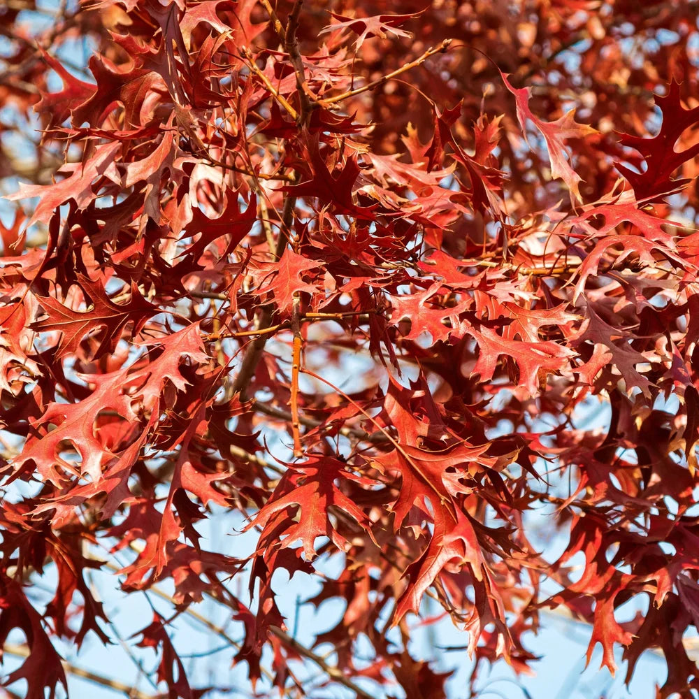 Pin Oak Tree
