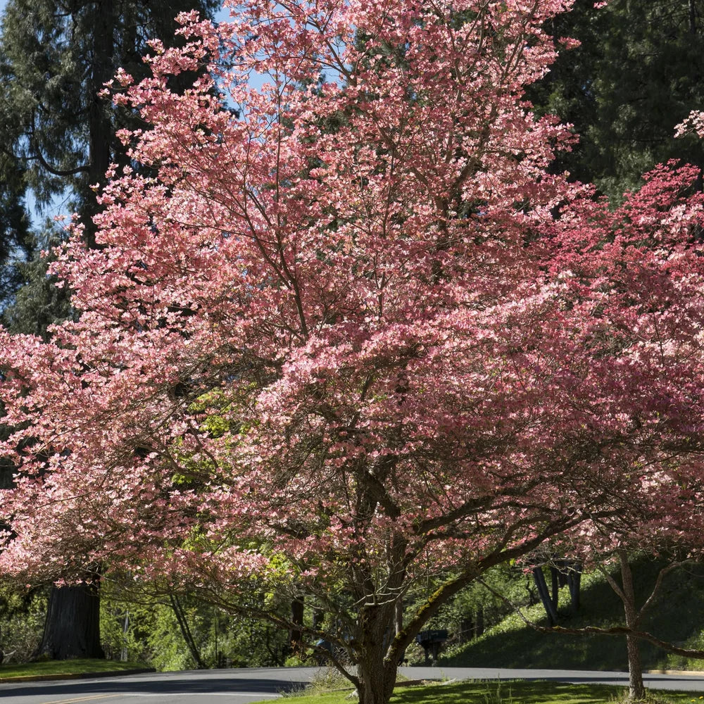 Pink Dogwood Tree
