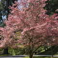 Pink Dogwood Tree