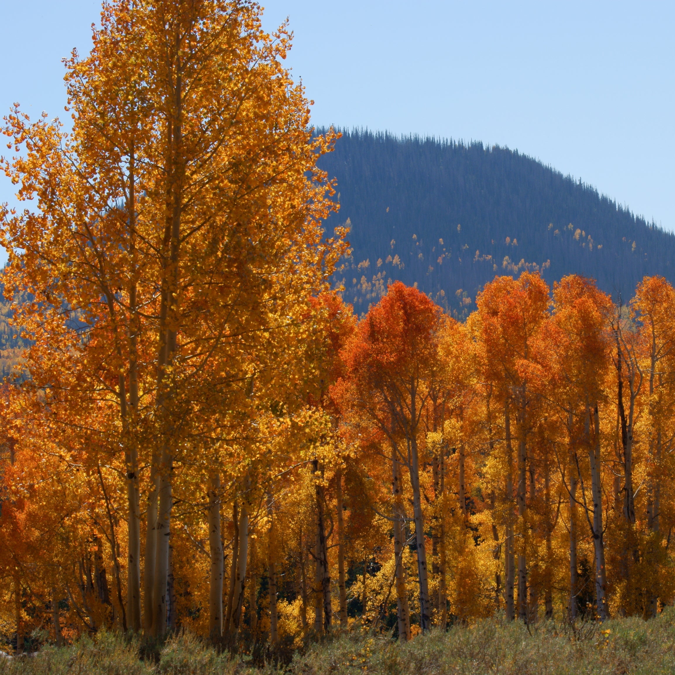A scenic landscape photograph of autumn trees in vibrant orange and yellow colors, with a dark forested mountain rising in the background under a clear blue sky.