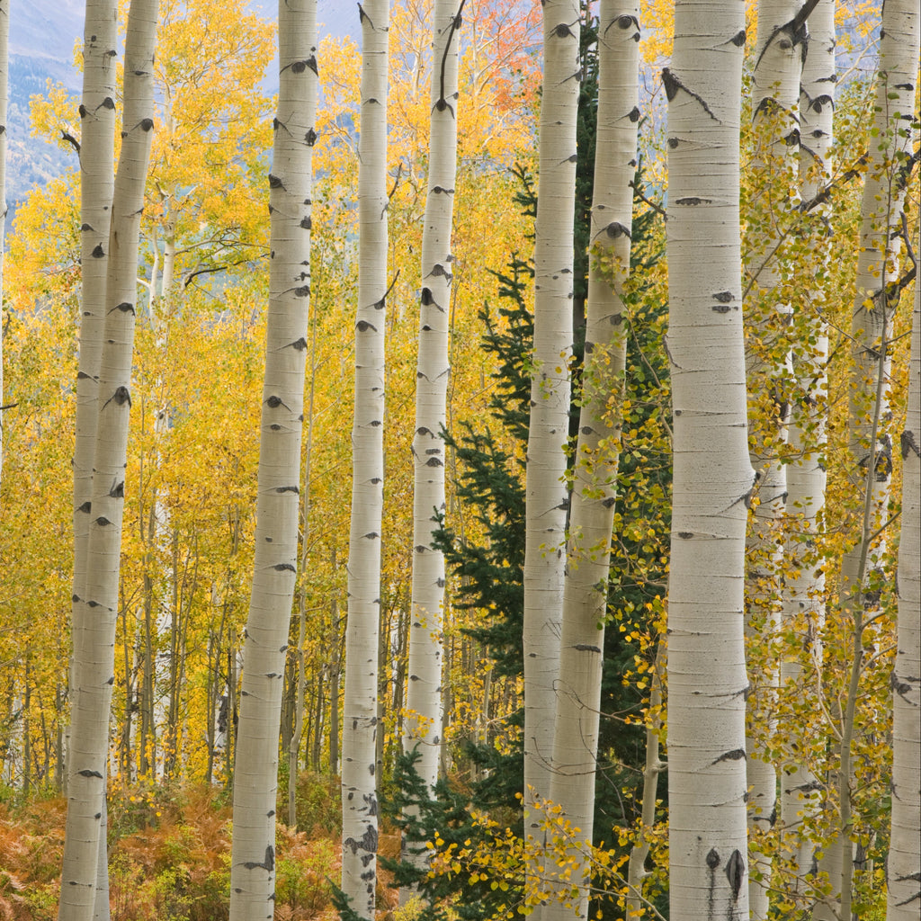 A dense forest of white birch trees with bright yellow autumn foliage and a few dark green evergreen trees in the background.