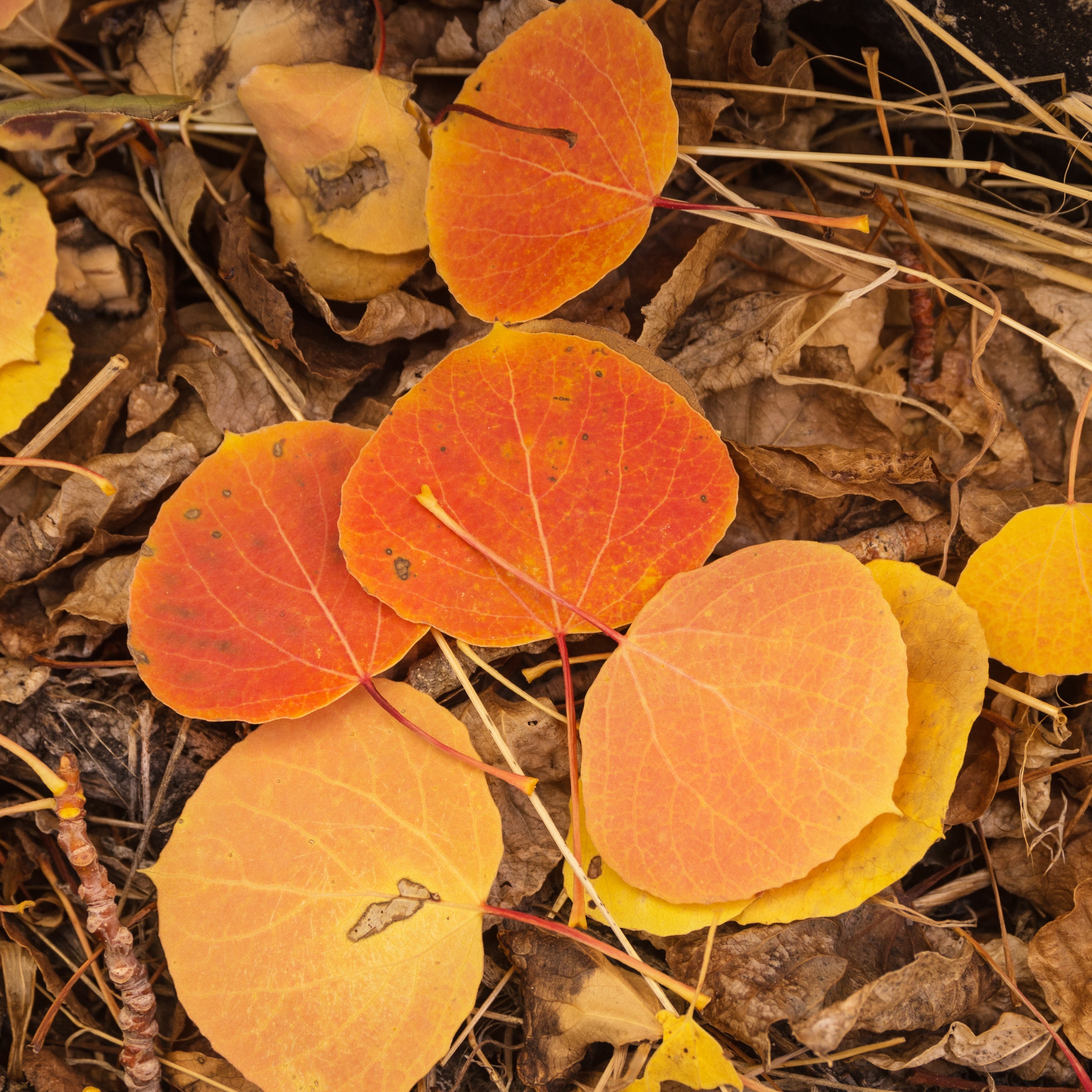 Close-up of round autumn leaves in orange, yellow, and golden tones lying on a bed of dry brown leaves and twigs.