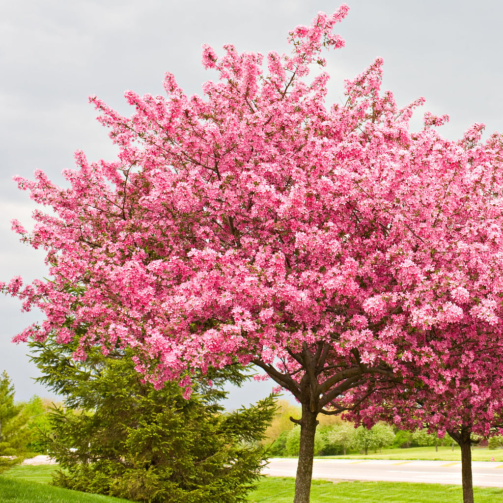 A flowering tree covered in dense pink blossoms stands in a landscaped yard with green grass, shrubs, and a pale cloudy sky in the background.