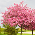 A flowering tree covered in dense pink blossoms stands in a landscaped yard with green grass, shrubs, and a pale cloudy sky in the background.
