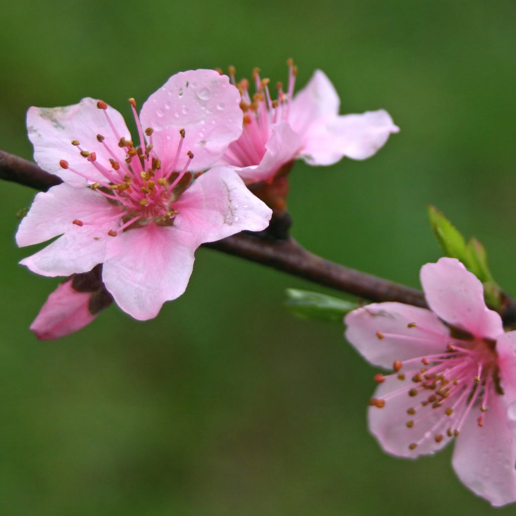 Pink blossoms on a flowering branch with water droplets, set against a soft green blurred background.