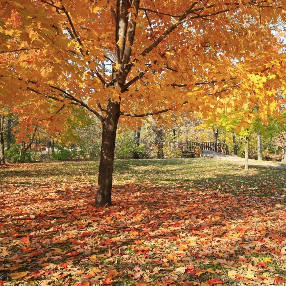Red Maple Tree