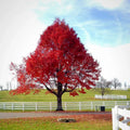 Red Maple Tree