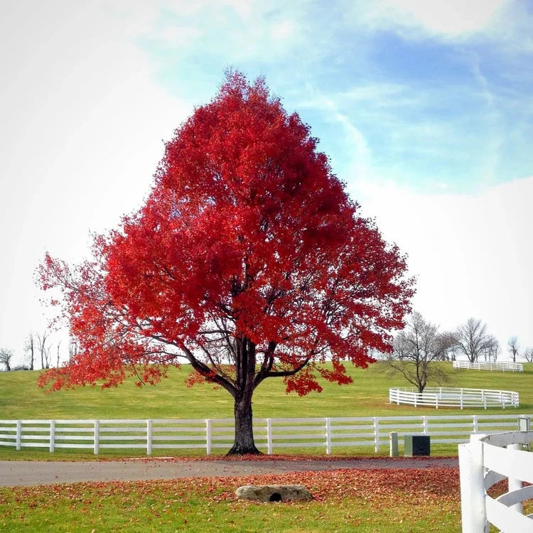 Red Maple Tree