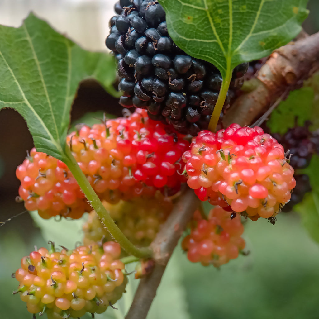 Close-up of mulberries on a branch, showing clusters of ripe dark purple-black berries alongside unripe orange-red berries surrounded by green leaves.