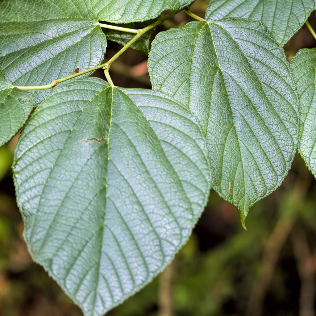 Close-up of green heart-shaped leaves with prominent veins against a blurred natural background.