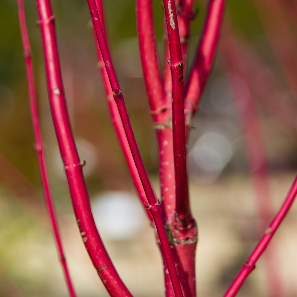Close-up of bright red twiggy ornamental plant stems with small thorns against a blurred outdoor background.
