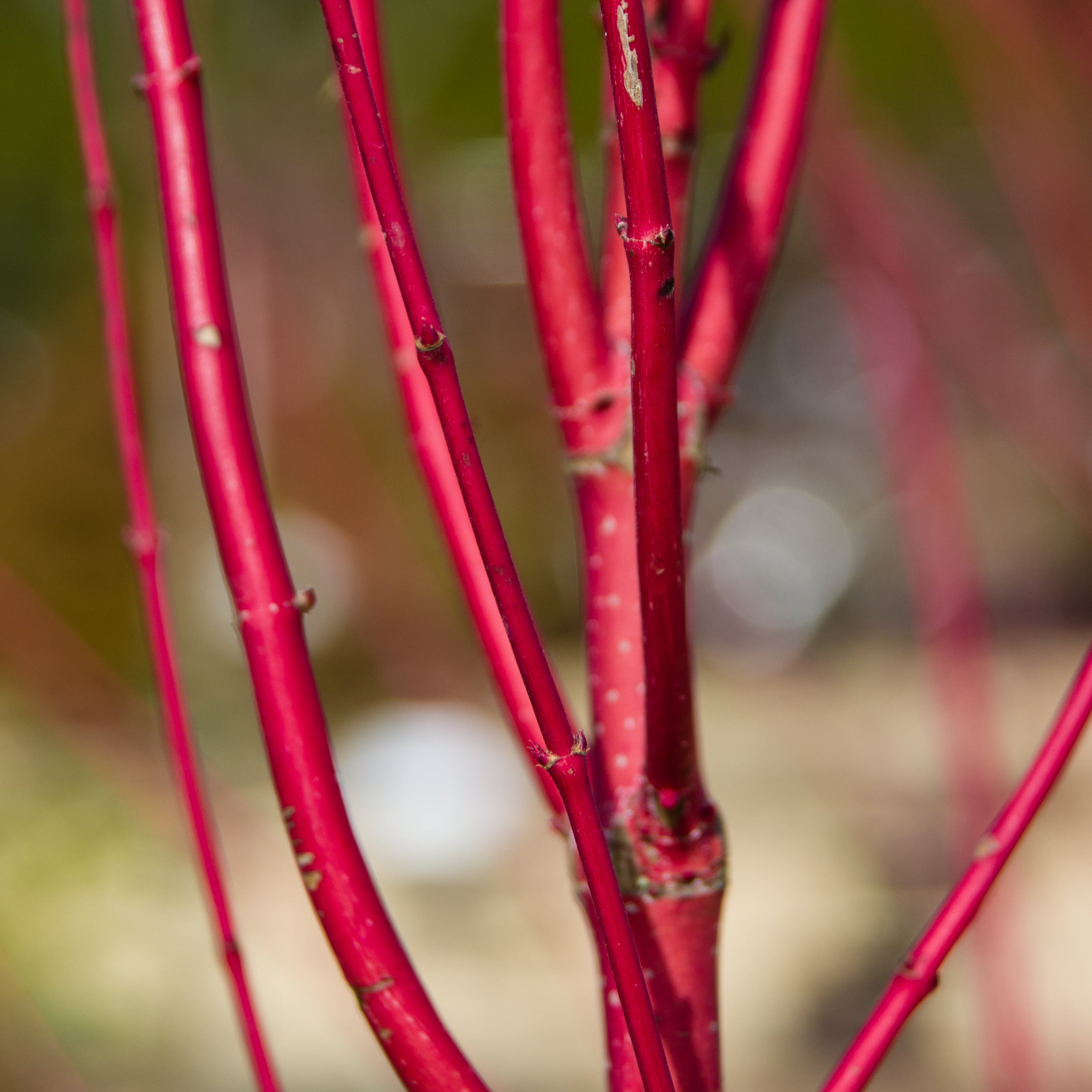 Close-up of bright red twiggy ornamental plant stems with small thorns against a blurred outdoor background.