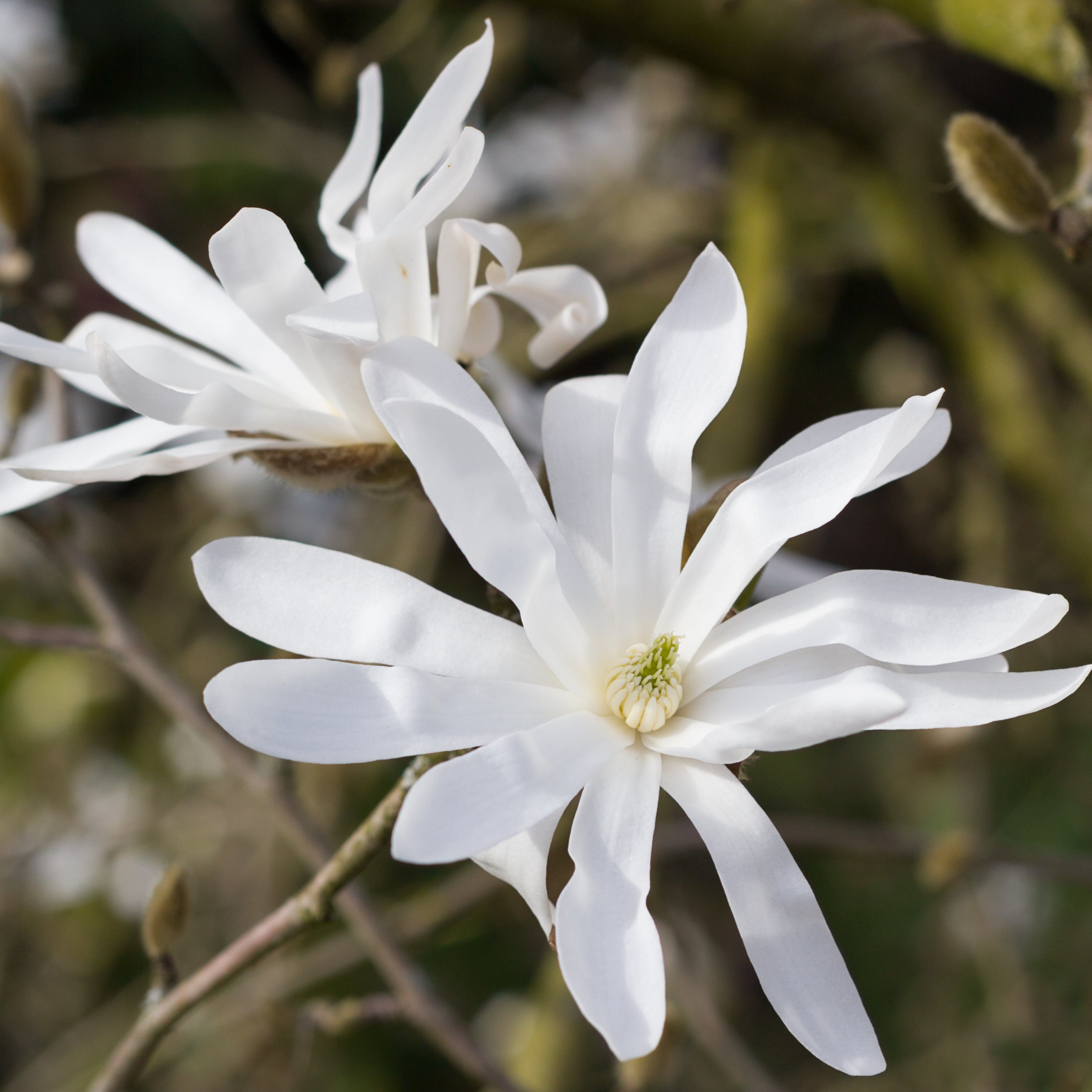 Royal Star Magnolia Tree
