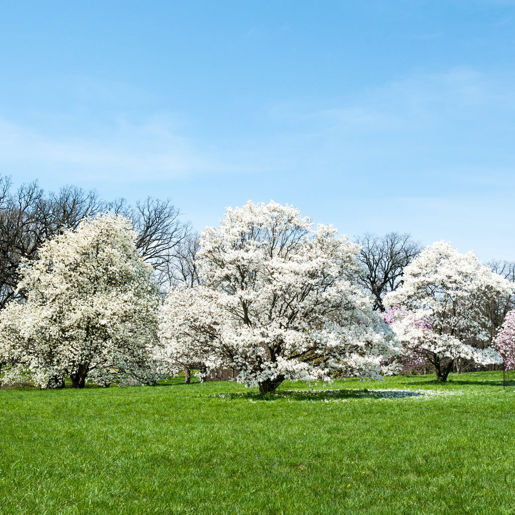 Royal Star Magnolia Tree