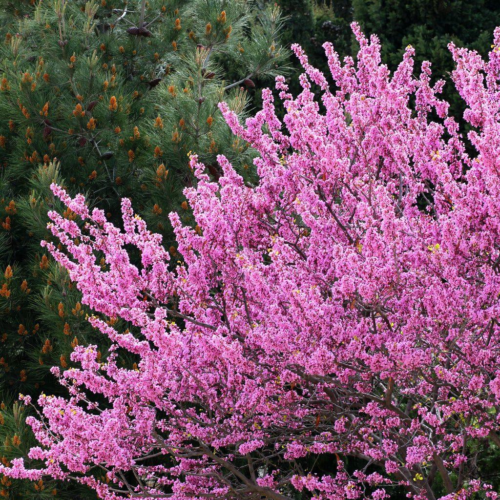 A close-up view of a flowering tree in full bloom with dense pink blossoms, set against a background of dark green pine trees with small orange-brown cones.