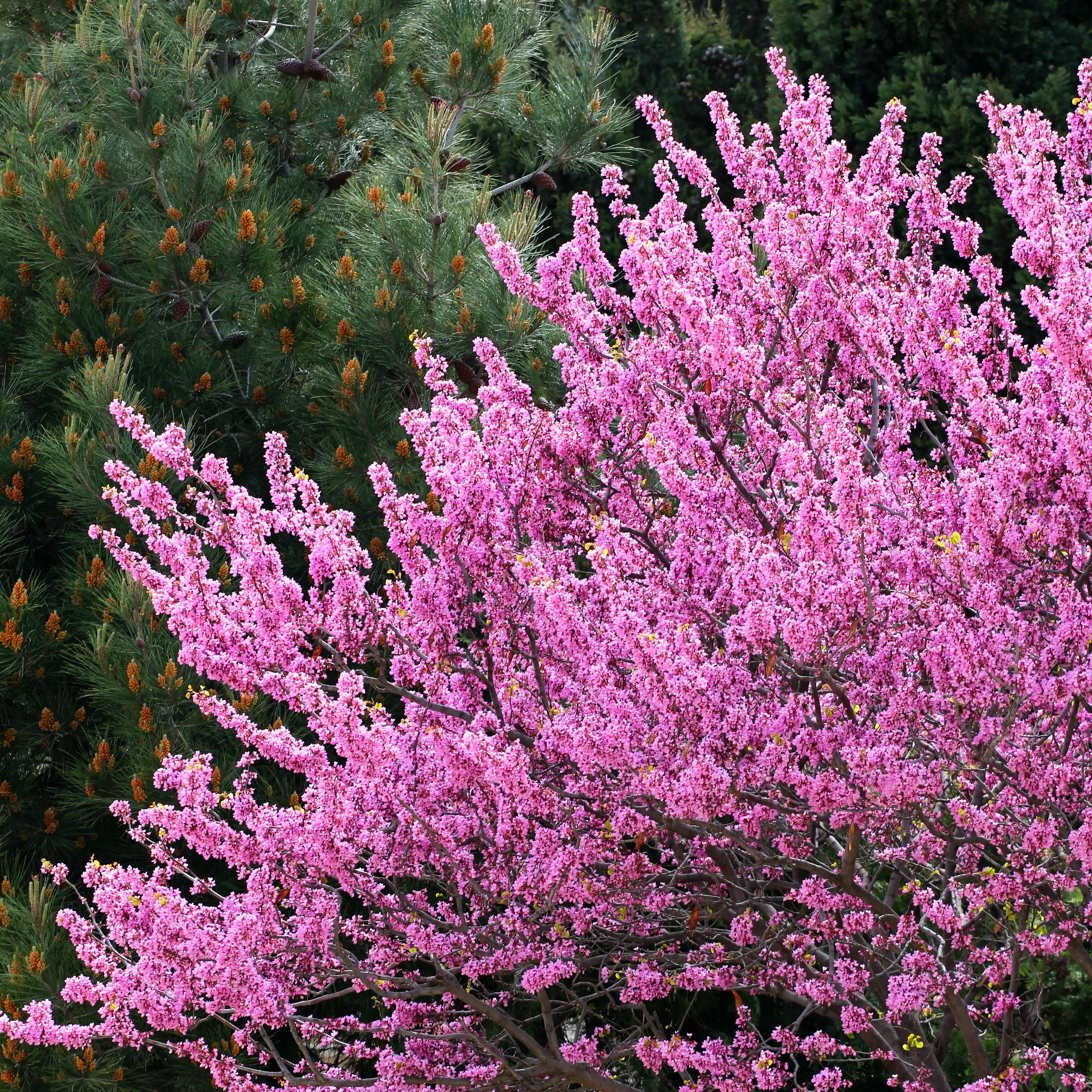 A close-up view of a flowering tree in full bloom with dense pink blossoms, set against a background of dark green pine trees with small orange-brown cones.