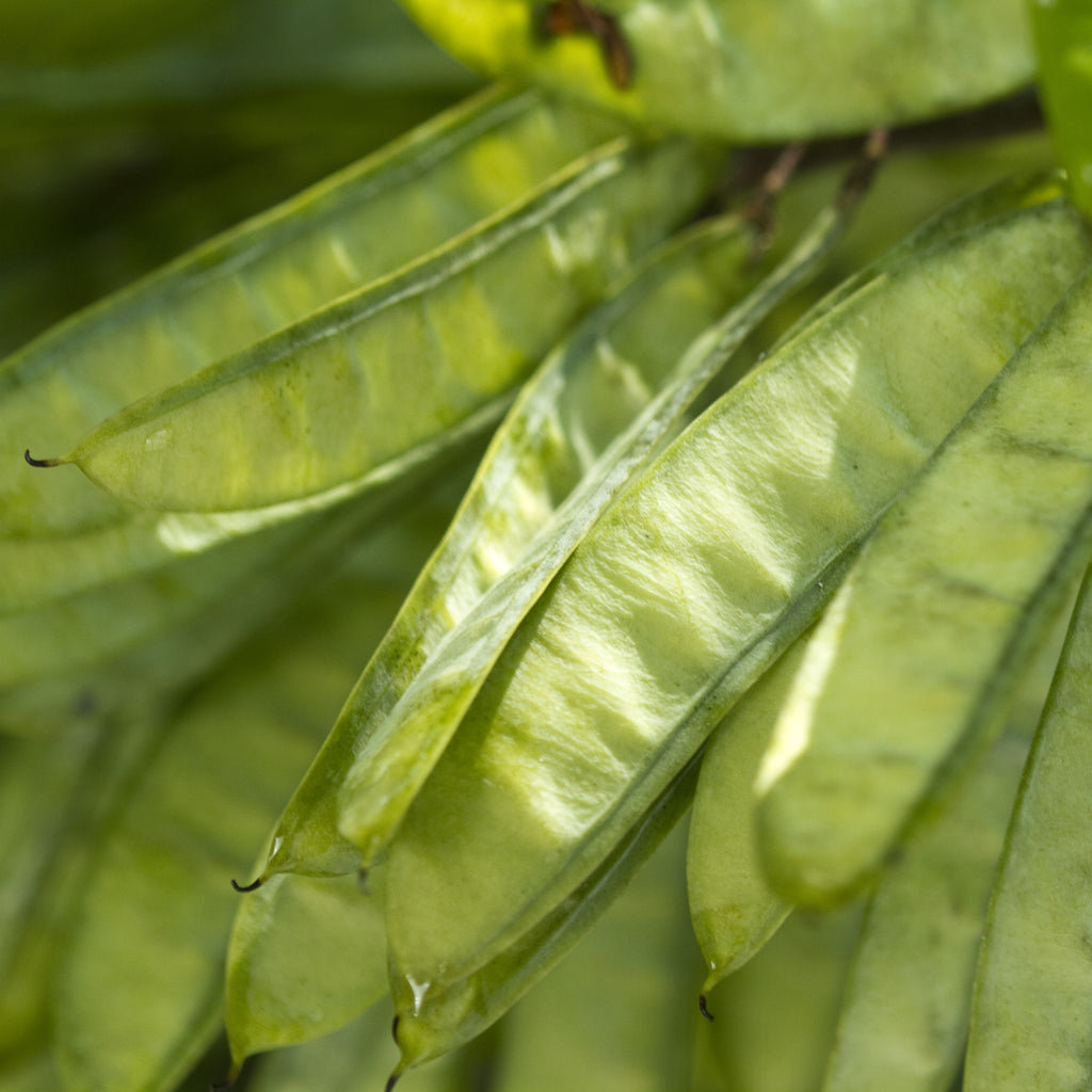 Close-up of green seed pods hanging from a plant, with natural light highlighting the glossy, elongated pods and blurred green foliage in the background.