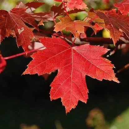 Red Maple Tree