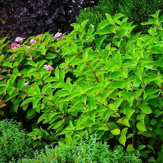 Vibrant green hydrangea shrub with bright green leaves and small pink flowers, photographed in a garden setting.