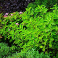 Vibrant green hydrangea shrub with bright green leaves and small pink flowers, photographed in a garden setting.