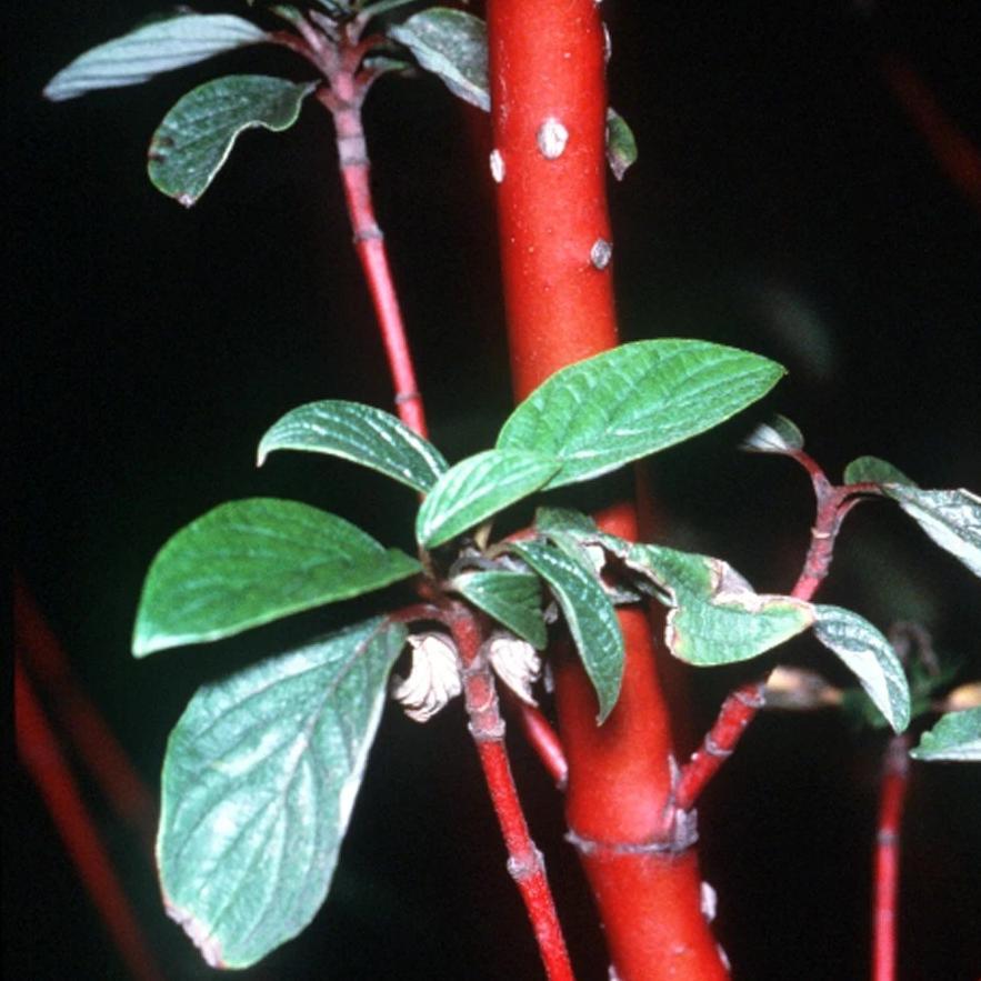 Close-up of a plant branch with bright red stems and green leaves against a dark background.