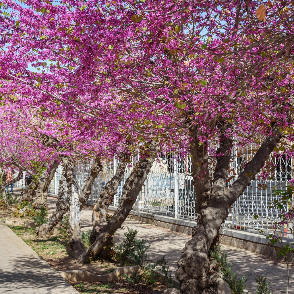 A row of flowering trees covered in dense bright pink blossoms, with gnarled brown trunks and a paved walkway beside a white metal fence. Eastern Redbud