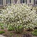Shadblow Serviceberry Bush