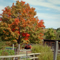 Shingle Oak Tree