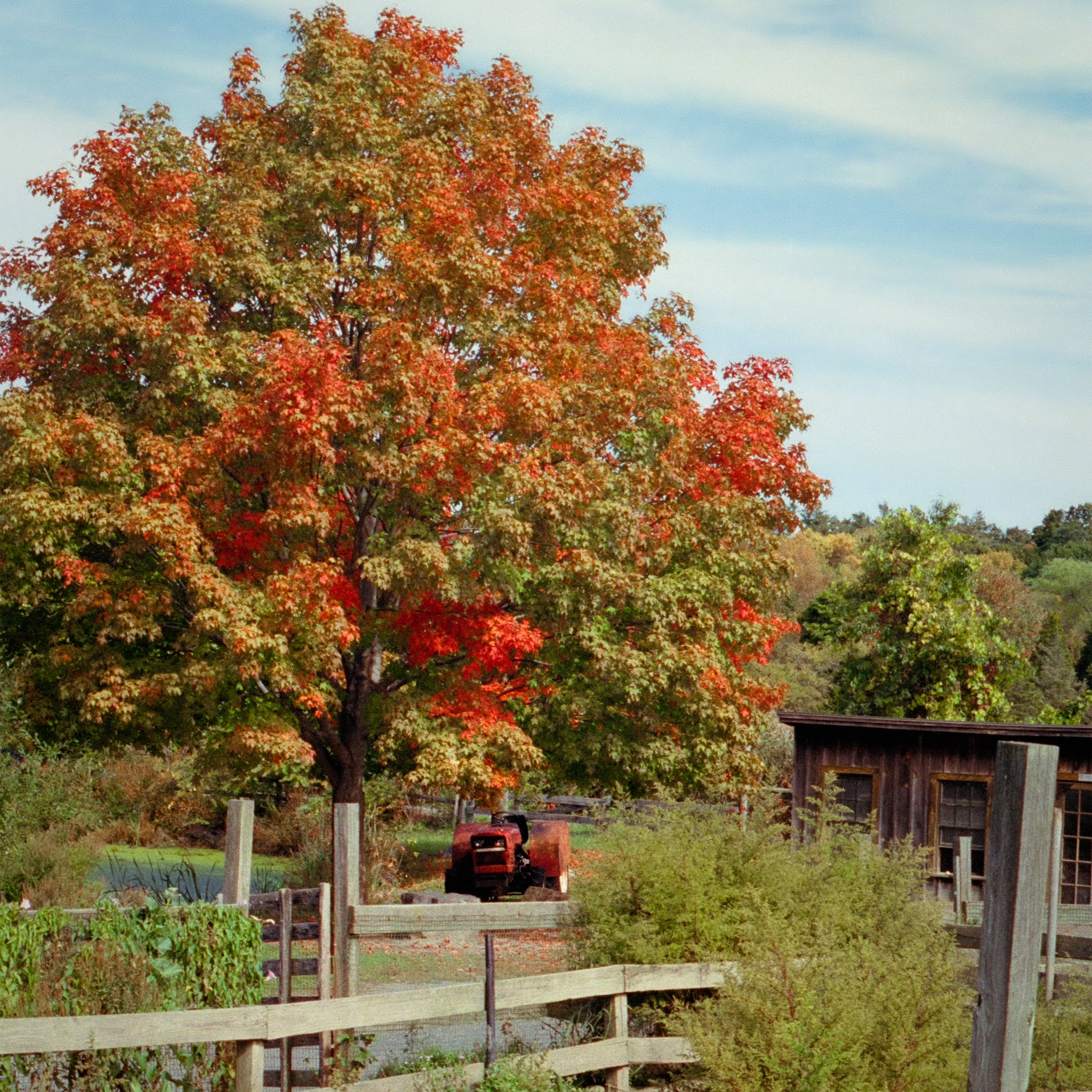 Shingle Oak Tree
