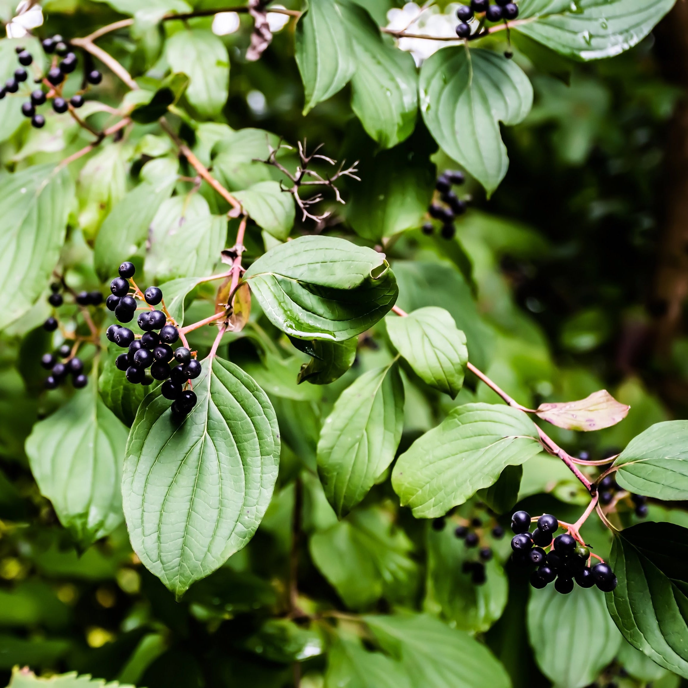 Silky Dogwood Shrub