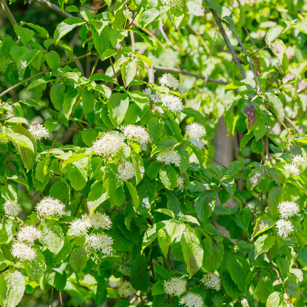 Silky Dogwood Shrub