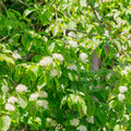 Silky Dogwood Shrub
