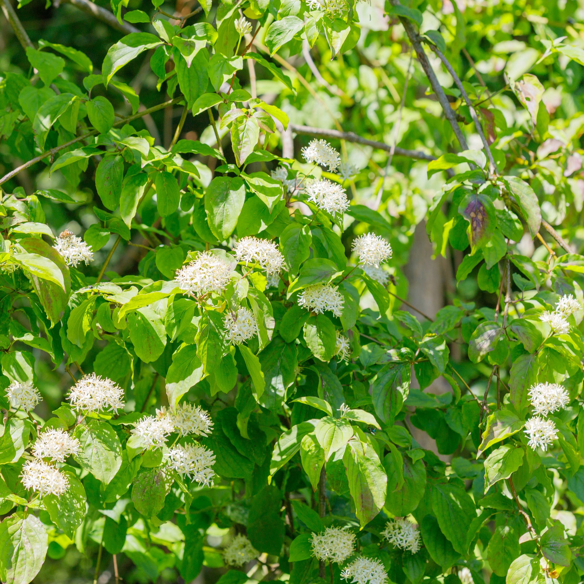 Silky Dogwood Shrub