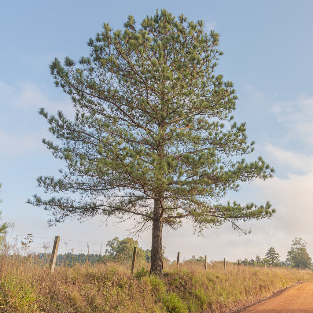 A tall green pine tree stands beside a dirt road in an open field under a blue sky with large white clouds.