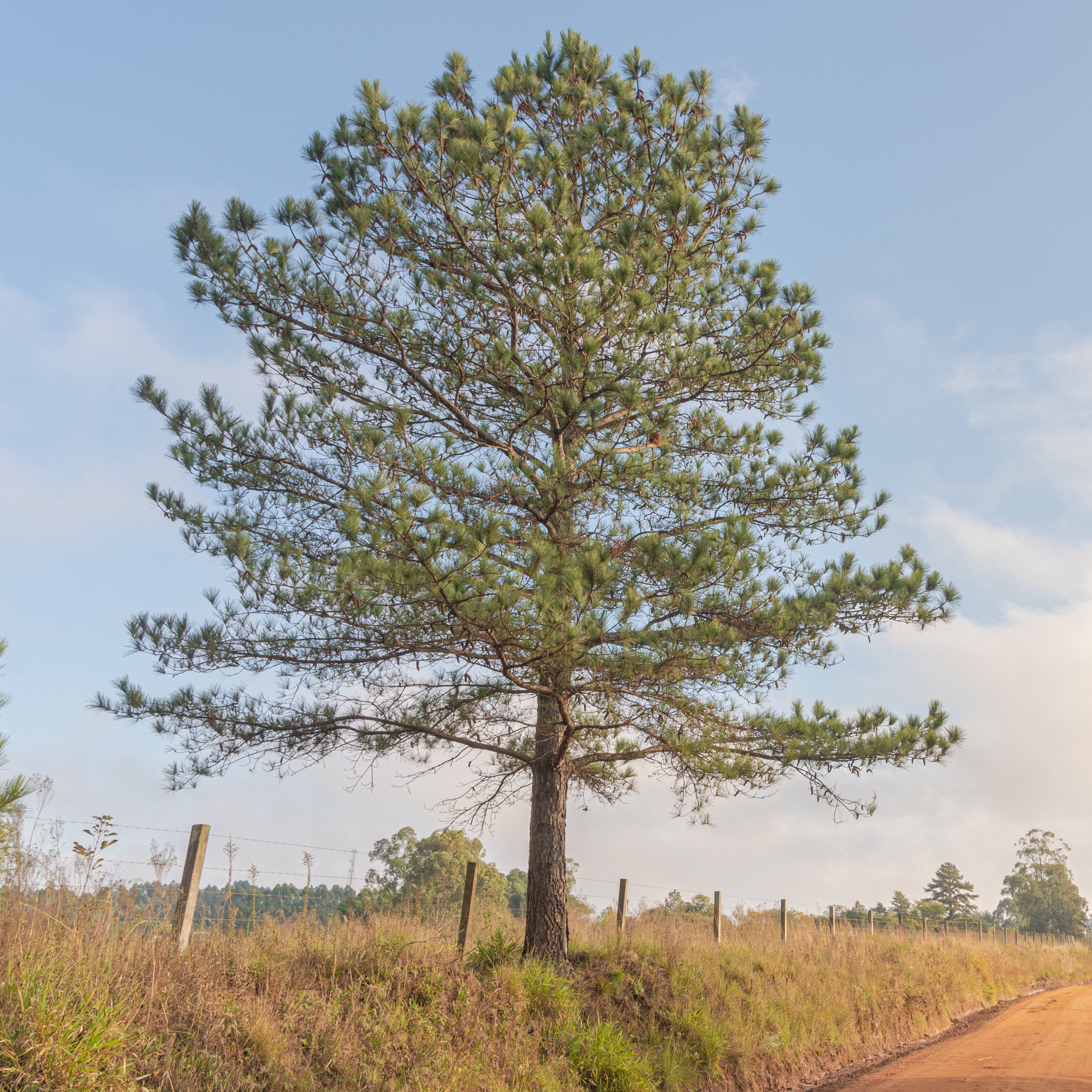 A tall green pine tree stands beside a dirt road in an open field under a blue sky with large white clouds.