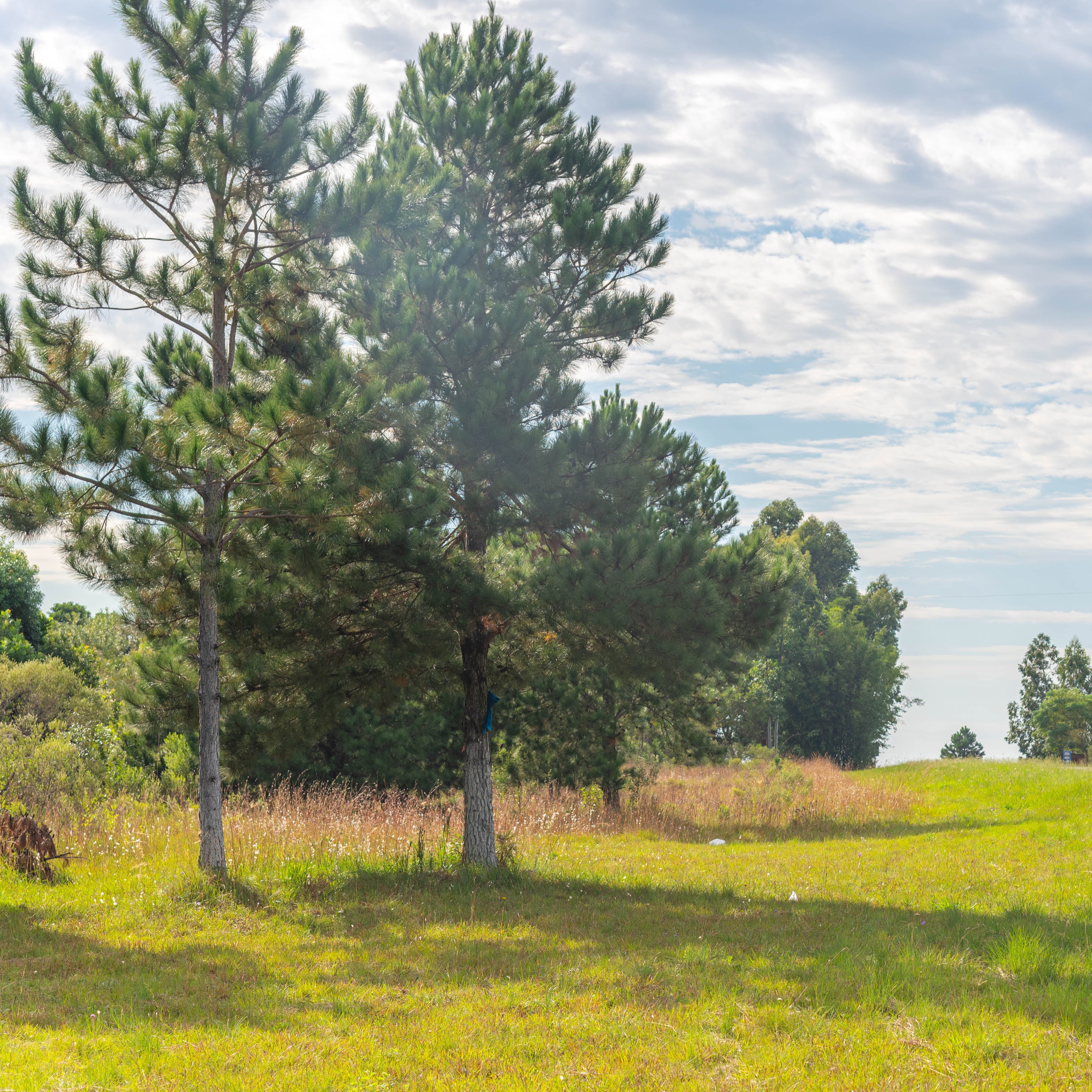 A scenic outdoor landscape with tall green trees on the left, a grassy field in the foreground, a paved road on the right, and a truck driving in the distance under a blue sky with white clouds.