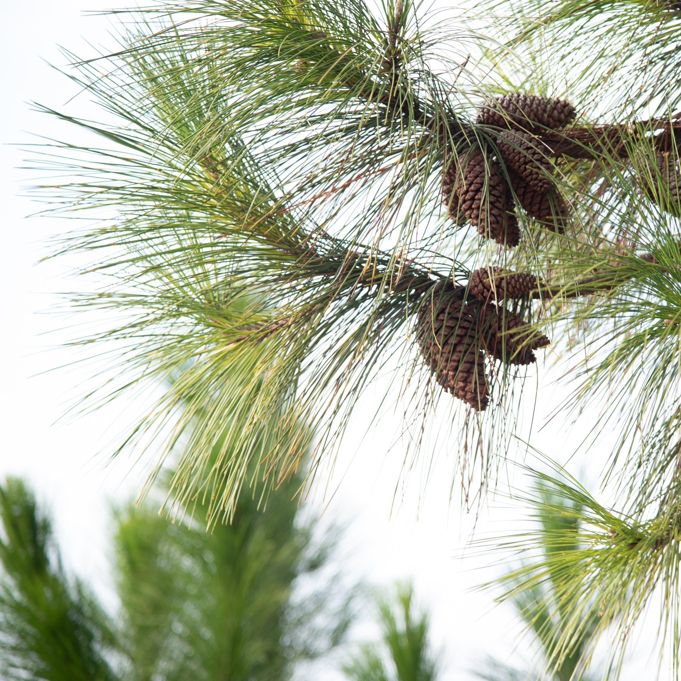 Close-up of pine branches with long green needles and several brown pine cones against a bright white sky.
