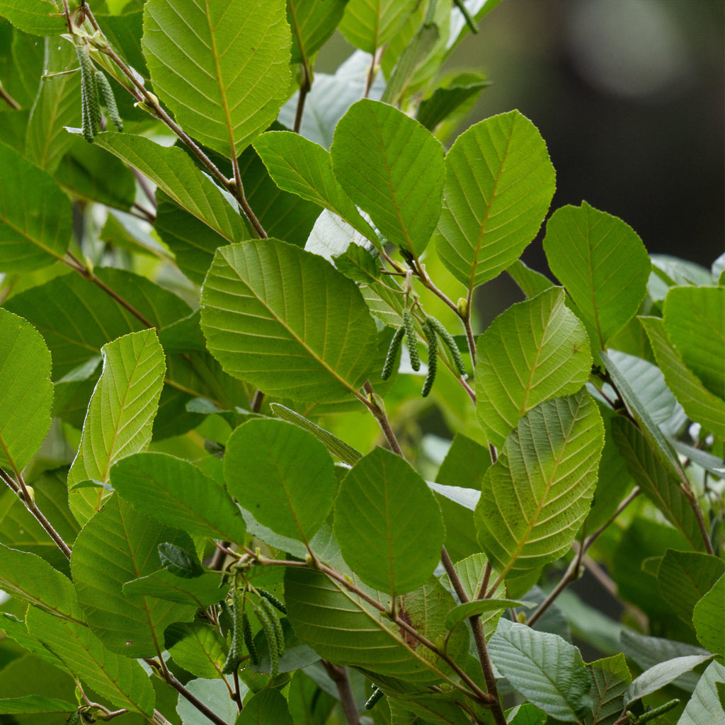 Smooth Alder Shrub