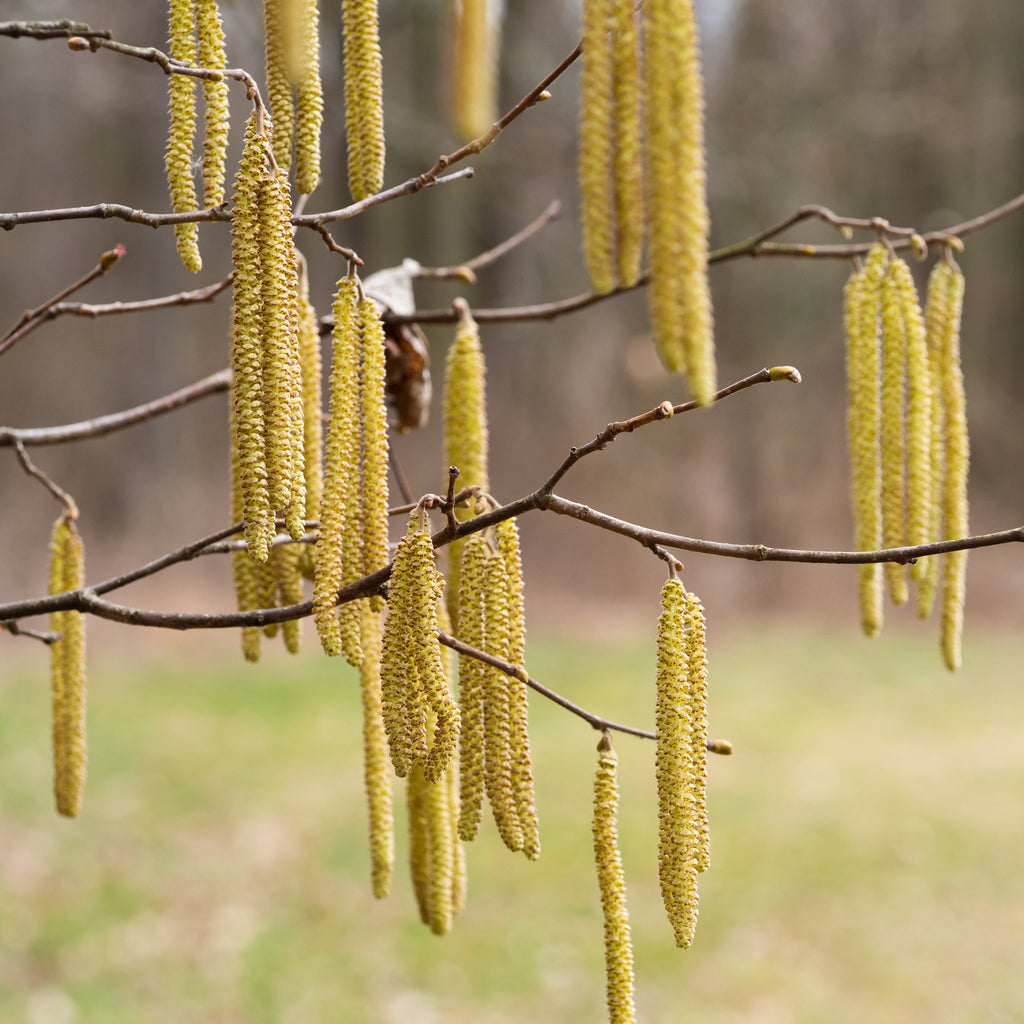 Smooth Alder Shrub
