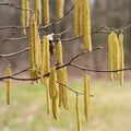 Smooth Alder Shrub