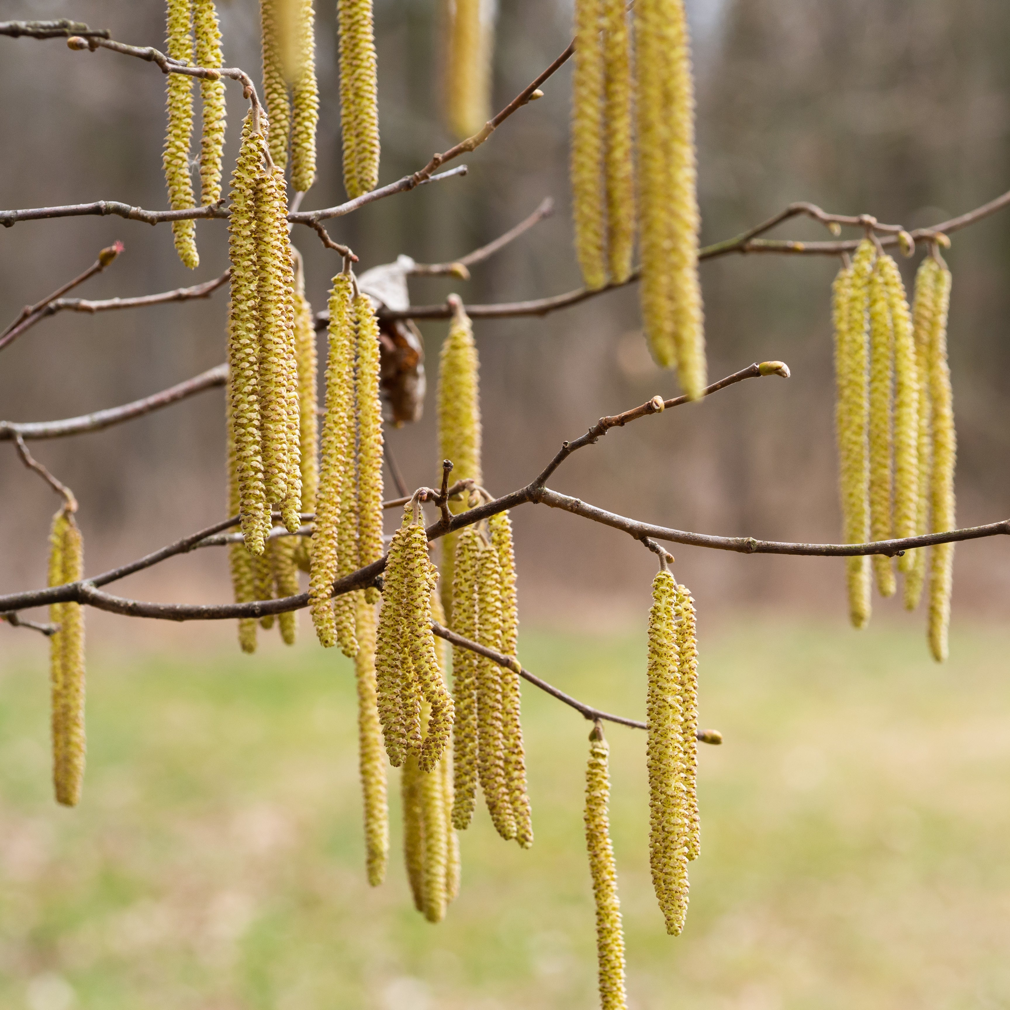 Smooth Alder Shrub