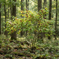 Spicebush