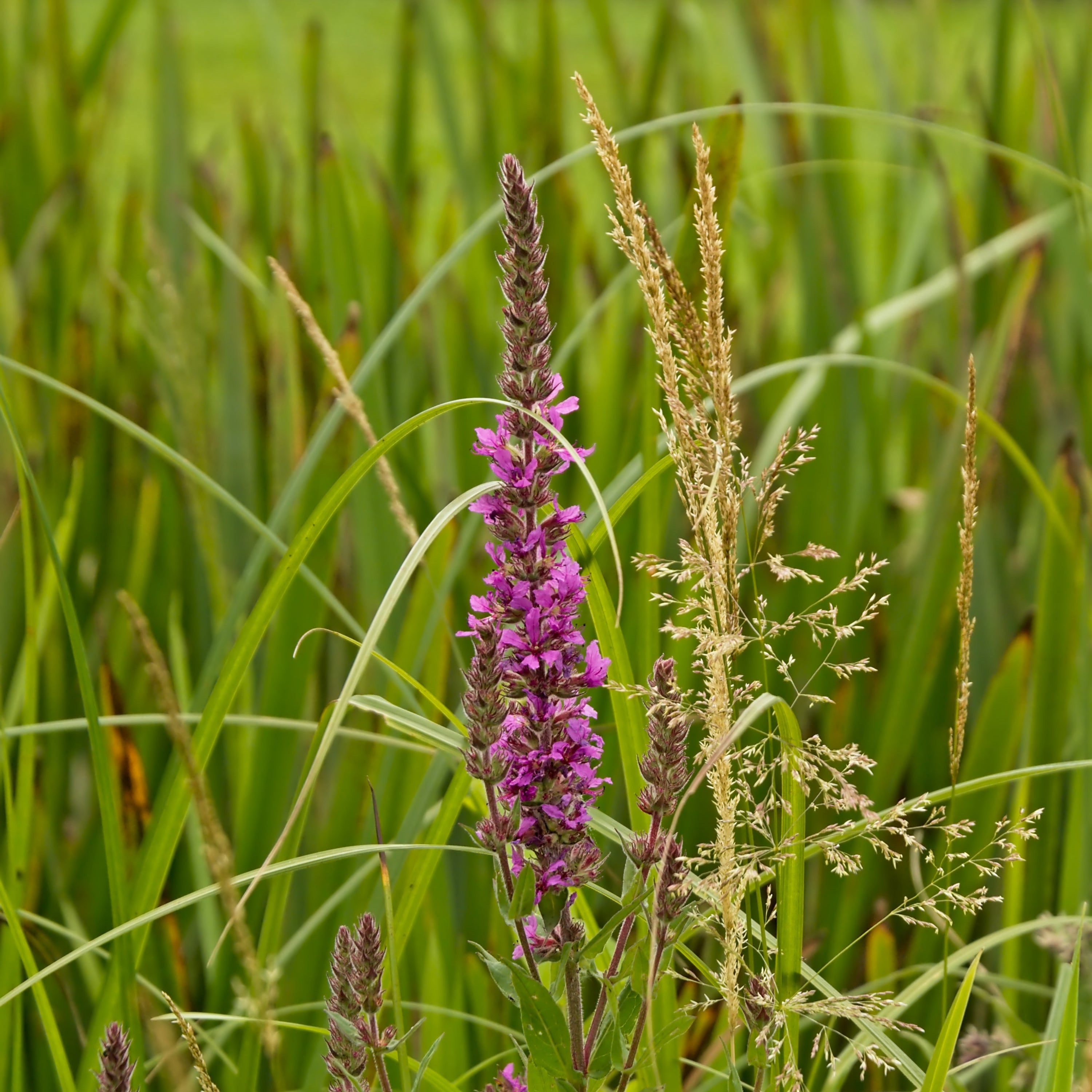 Steeplebush Spiraea