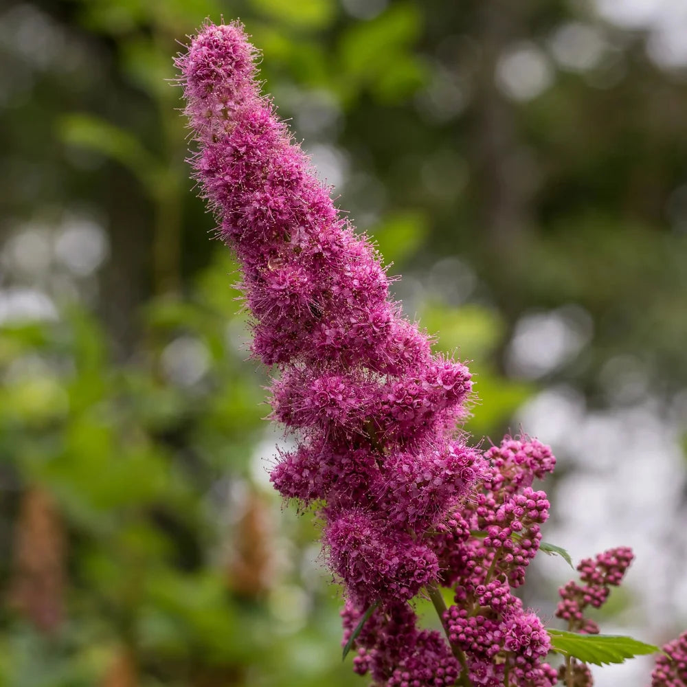 Steeplebush Spiraea