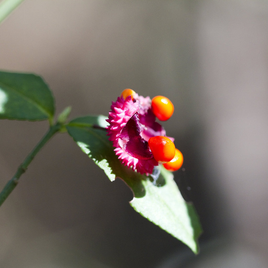 Strawberry Bush